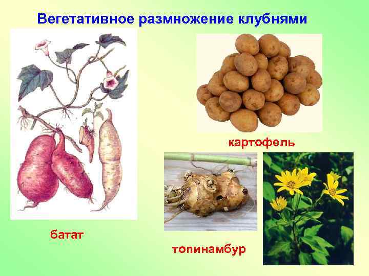 Вегетативное размножение клубнями картофель батат топинамбур 