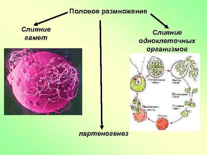 Половое размножение организмов. Слияние одноклеточных организмов размножение. Половое размножение слияние гамет. Слияние одноклеточных организмов слияние гамет и. Половое размножение слияние одноклеточных организмов.