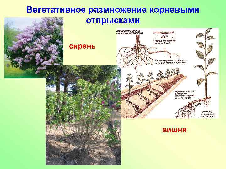 Вегетативное размножение корневыми отпрысками сирень вишня 