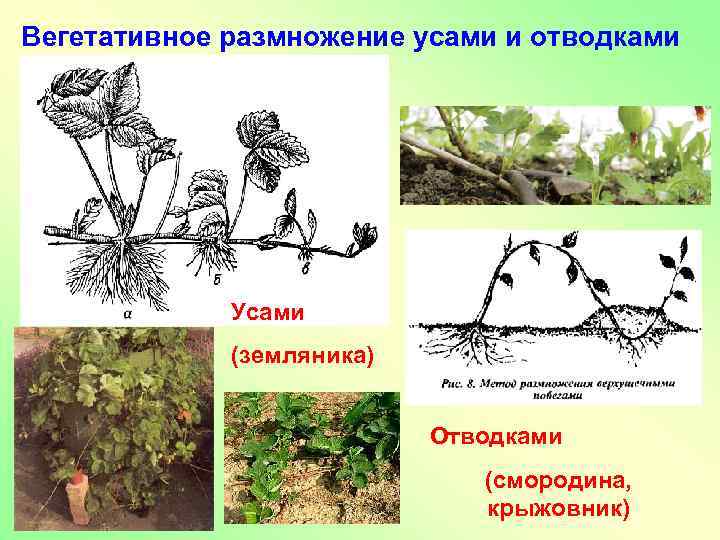 Вегетативное размножение усами и отводками Усами (земляника) Отводками (смородина, крыжовник) 