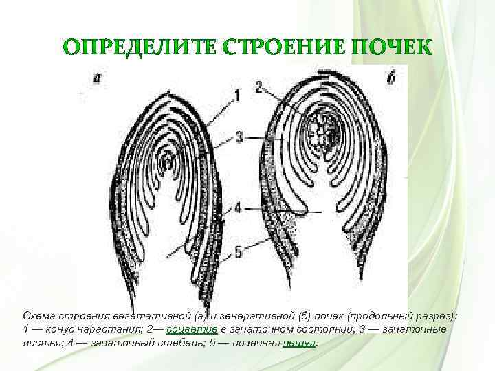 Схема строения вегетативной (а) и генеративной (б) почек (продольный разрез): 1 — конус нарастания;