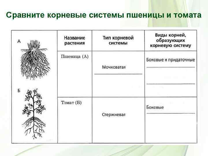 Сравните корневые системы пшеницы и томата 