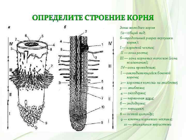 Зоны молодого корня (а—общий вид; б—продольный разрез верхушки корня): I — корневой чехлик; II