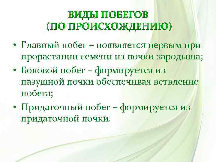  • Главный побег – появляется первым при прорастании семени из почки зародыша; •