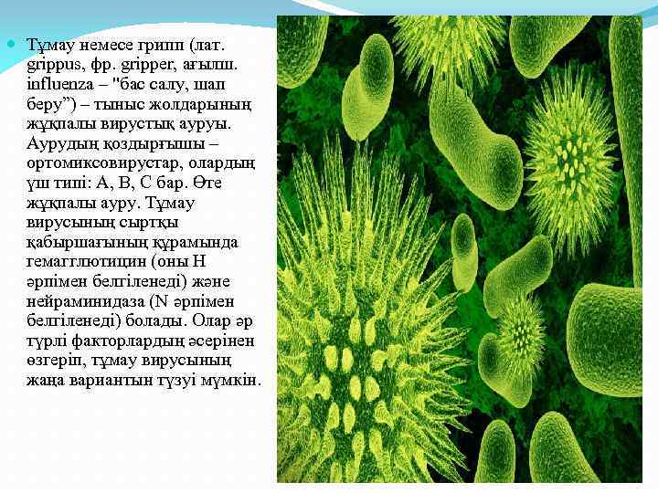  Тұмау немесе грипп (лат. grіppus, фр. grіpper, ағылш. influenza – "бас салу, шап