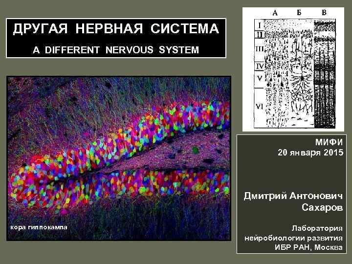 ДРУГАЯ НЕРВНАЯ СИСТЕМА A DIFFERENT NERVOUS SYSTEM МИФИ 20 января 2015 Дмитрий Антонович Сахаров