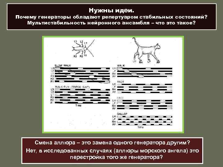 Нужны идеи. Почему генераторы обладают репертуаром стабильных состояний? Мультистабильность нейронного ансамбля – что это