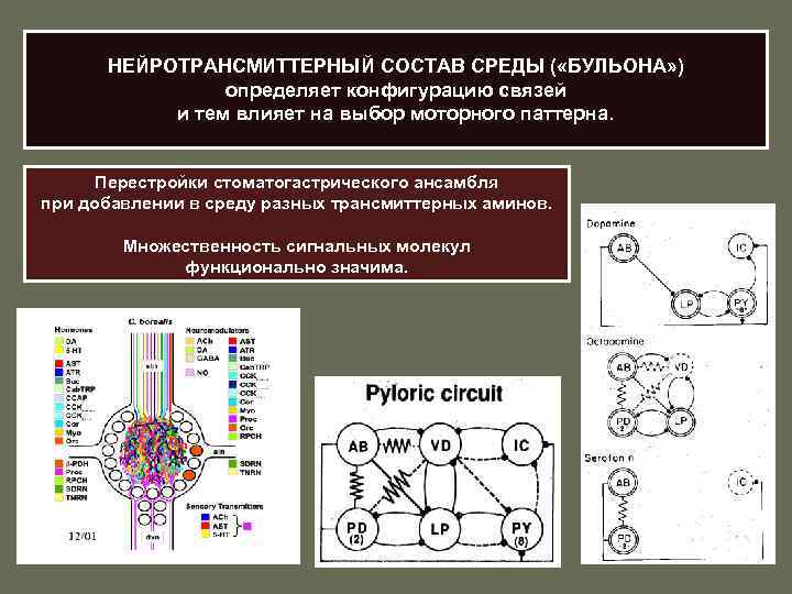 НЕЙРОТРАНСМИТТЕРНЫЙ СОСТАВ СРЕДЫ ( «БУЛЬОНА» ) определяет конфигурацию связей и тем влияет на выбор