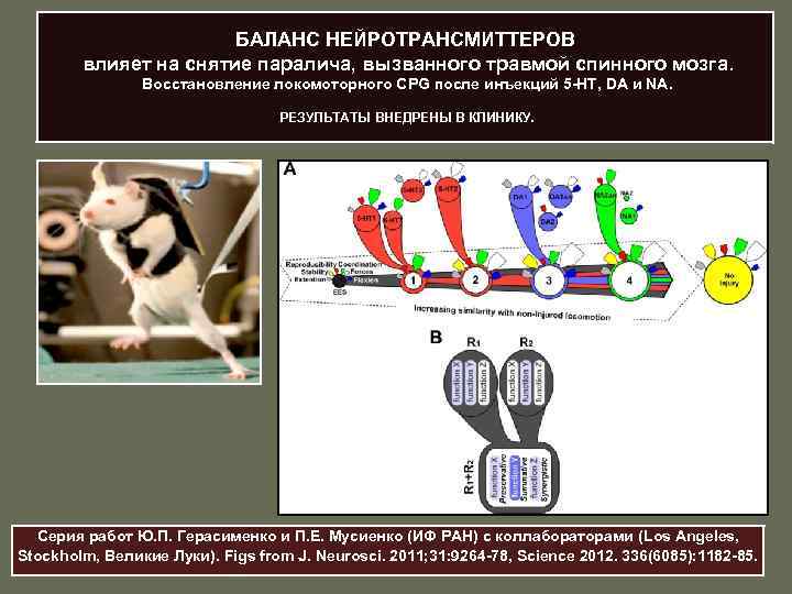 БАЛАНС НЕЙРОТРАНСМИТТЕРОВ влияет на снятие паралича, вызванного травмой спинного мозга. Восстановление локомоторного CPG после