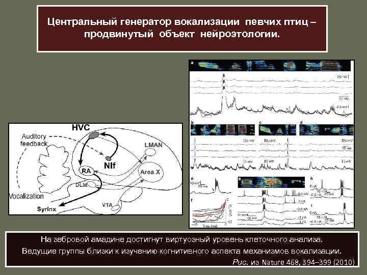  Центральный генератор вокализации певчих птиц – продвинутый объект нейроэтологии. На зебровой амадине достигнут