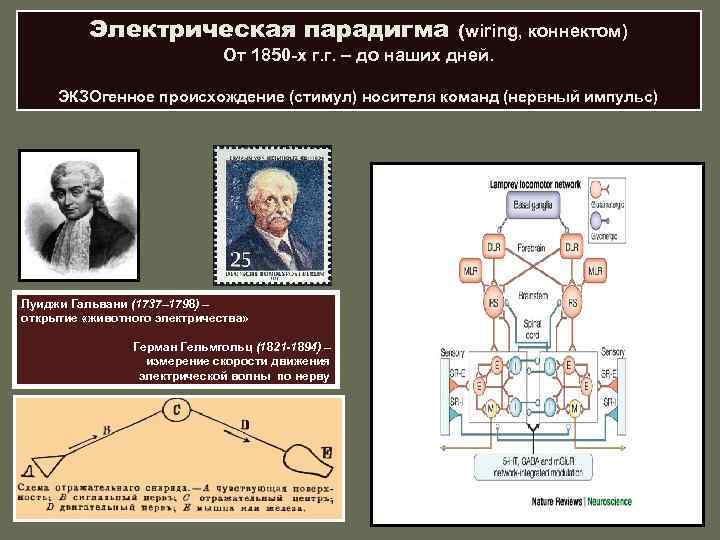 Электрическая парадигма (wiring, коннектом) От 1850 -х г. г. – до наших дней. ЭКЗОгенное