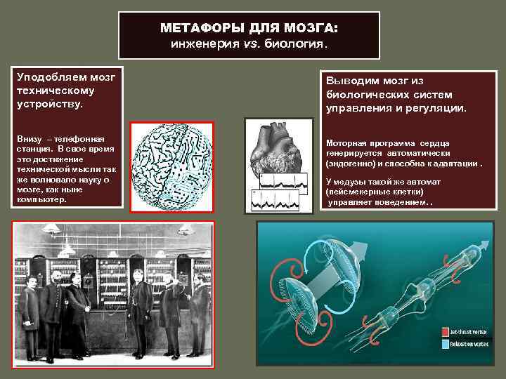 МЕТАФОРЫ ДЛЯ МОЗГА: инженерия vs. биология. Уподобляем мозг техническому устройству. Выводим мозг из биологических