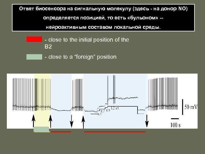 Ответ биосенсора на сигнальную молекулу (здесь - на донор NO) определяется позицией, то есть