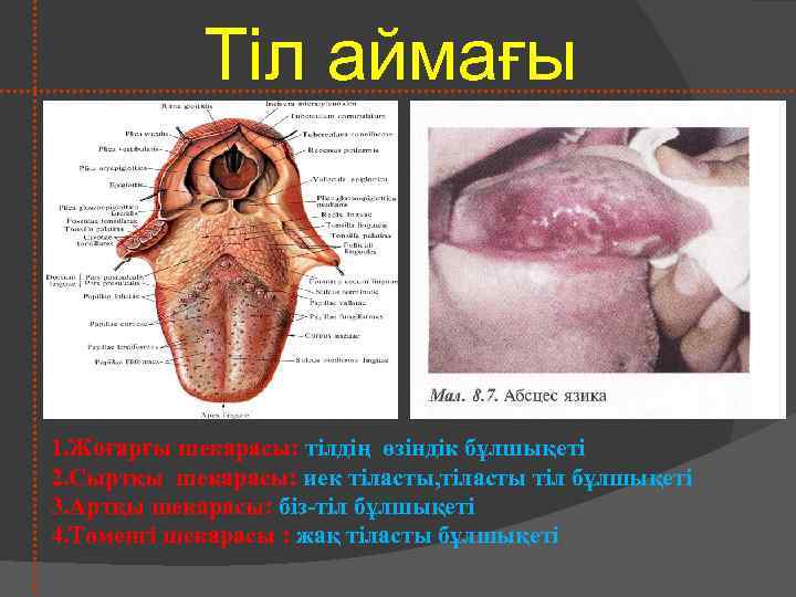 Тіл аймағы 1. Жоғарғы шекарасы: тілдің өзіндік бұлшықеті 2. Сыртқы шекарасы: иек тіласты, тіласты