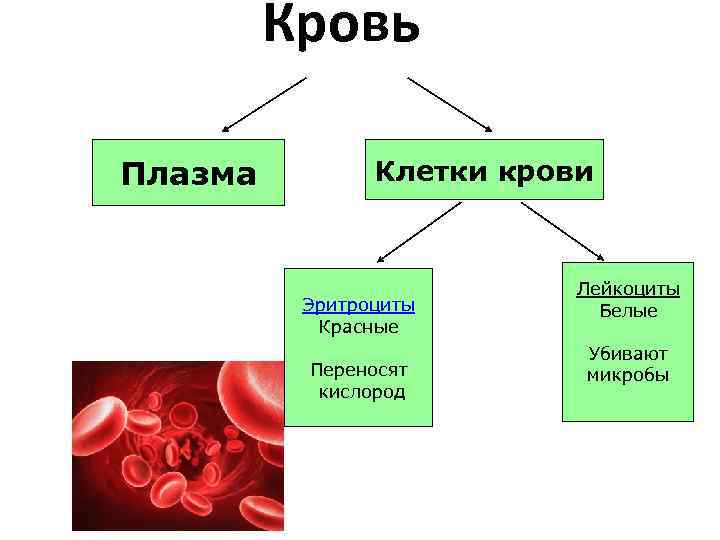 Кровь Плазма Клетки крови Эритроциты Красные Переносят кислород Лейкоциты Белые Убивают микробы 