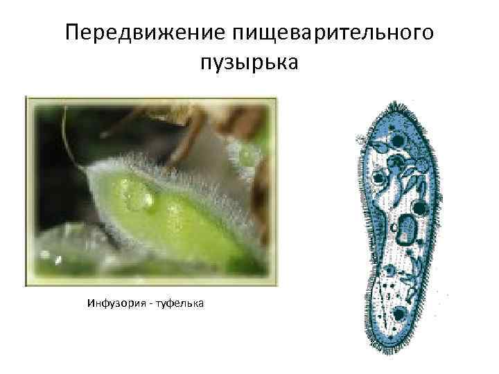 Передвижение пищеварительного пузырька Инфузория - туфелька 