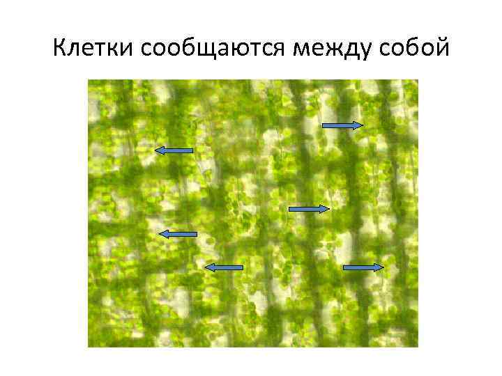 Клетки сообщаются между собой 