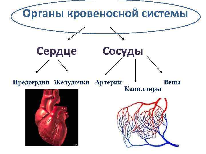 Кровеносные органы