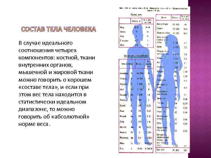 В случае идеального соотношения четырех компонентов: костной, ткани внутренних органов, мышечной и жировой ткани