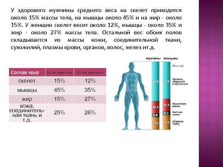 У здорового мужчины среднего веса на скелет приходится около 15% массы тела, на мышцы