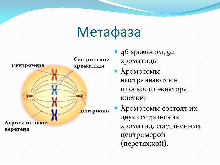 Расхождение сестринских хроматид к полюсам клетки мейоз