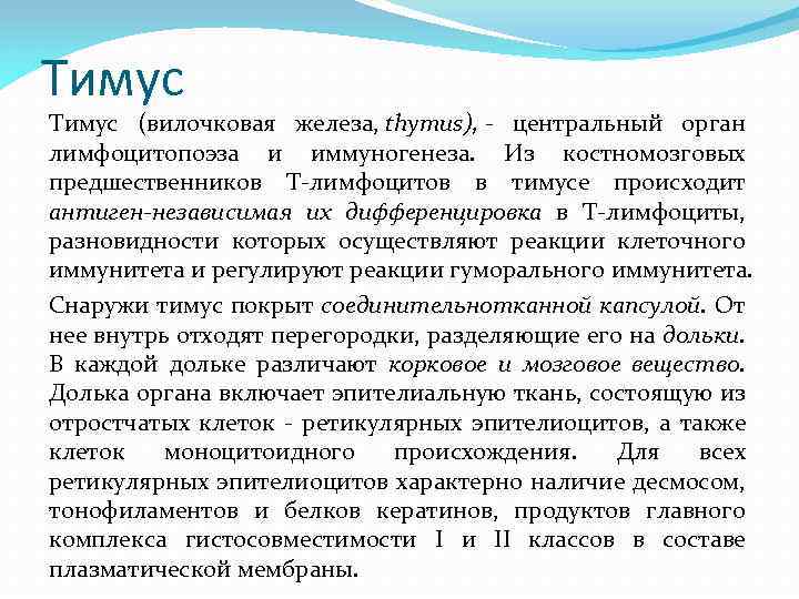 Тимус (вилочковая железа, thymus), - центральный орган лимфоцитопоэза и иммуногенеза. Из костномозговых предшественников Т-лимфоцитов