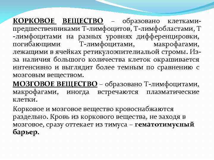 КОРКОВОЕ ВЕЩЕСТВО – образовано клеткамипредшественниками Т-лимфоцитов, Т-лимфобластами, Т -лимфоцитами на разных уровнях дифференцировки, погибающими
