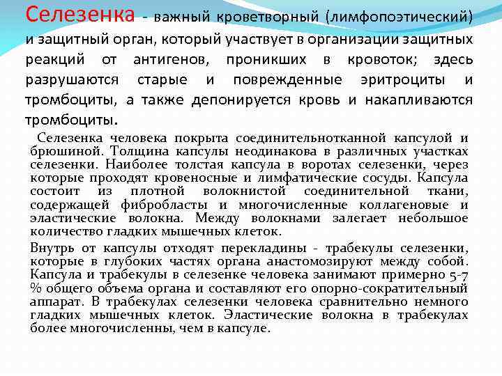 Селезенка - важный кроветворный (лимфопоэтический) и защитный орган, который участвует в организации защитных реакций