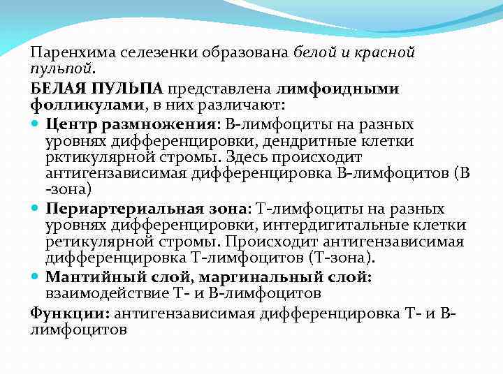 Паренхима селезенки образована белой и красной пульпой. БЕЛАЯ ПУЛЬПА представлена лимфоидными ПУЛЬПА фолликулами, в