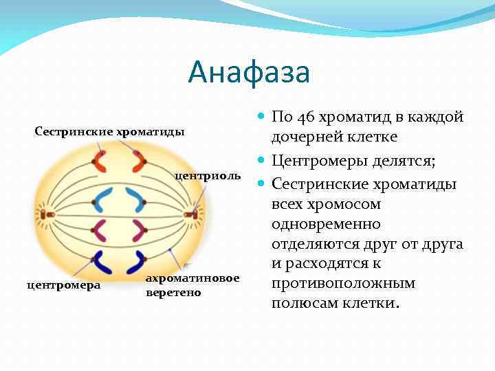 Деление клетки образование веретена деления