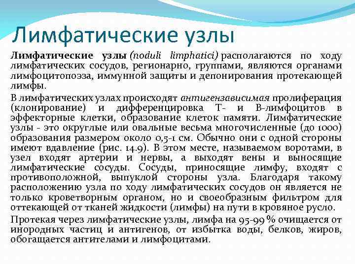 Лимфатические узлы (noduli limphatici) располагаются по ходу лимфатических сосудов, регионарно, группами, являются органами лимфоцитопоэза,