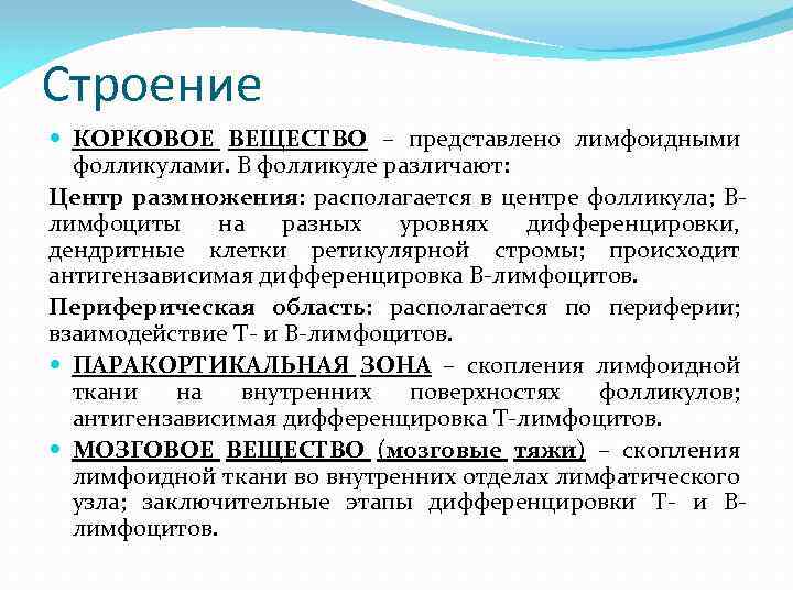 Строение КОРКОВОЕ ВЕЩЕСТВО – представлено лимфоидными фолликулами. В фолликуле различают: Центр размножения: располагается в