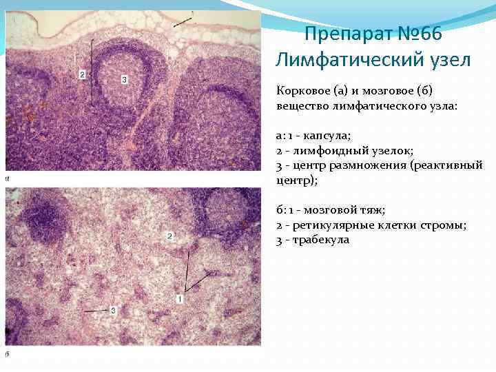 Представить препарат