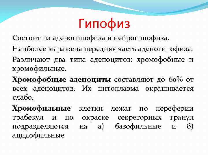 Гипофиз Состоит из аденогипофиза и нейрогипофиза. Наиболее выражена передняя часть аденогипофиза. Различают два типа
