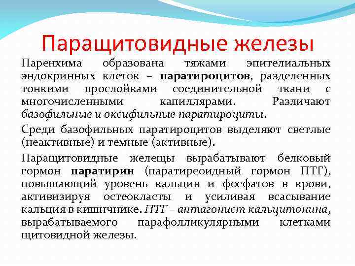 Паращитовидные железы Паренхима образована тяжами эпителиальных эндокринных клеток – паратироцитов, разделенных тонкими прослойками соединительной