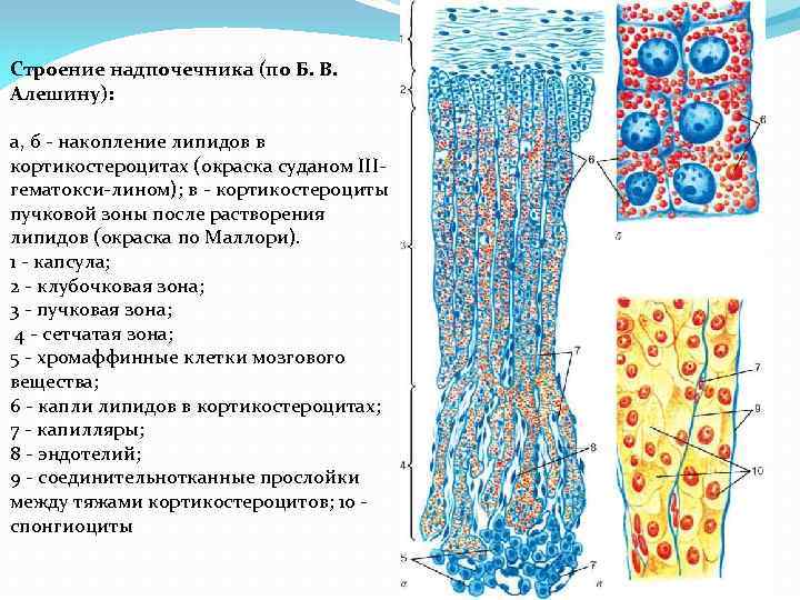 Строение надпочечников