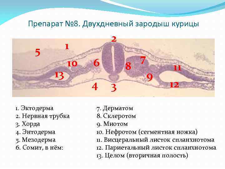 Препарат № 8. Двухдневный зародыш курицы 2 1 5 13 10 1. Эктодерма 2.
