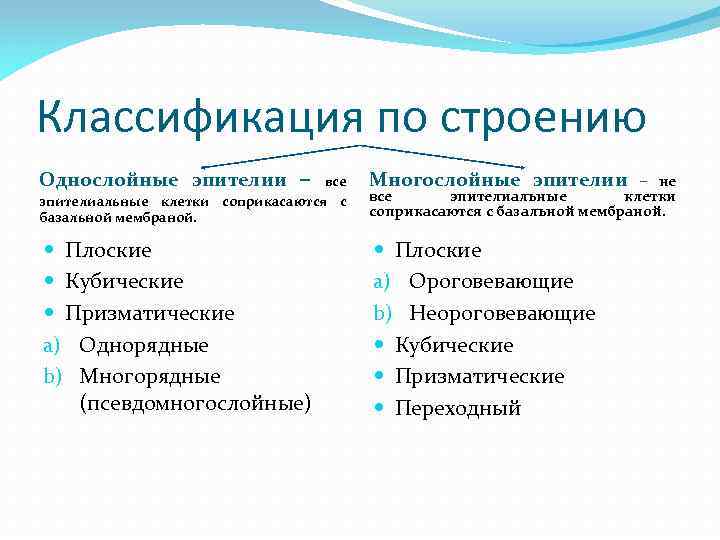 Классификация по строению – все эпителиальные клетки соприкасаются с базальной мембраной. Многослойные эпителии –