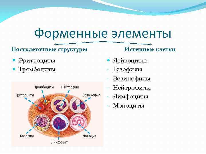 Форменные элементы формы. Постклеточные структуры гистология. Постклеточные элементы крови. Постклеточные структуры элементов крови. Постклеточеве структуры.