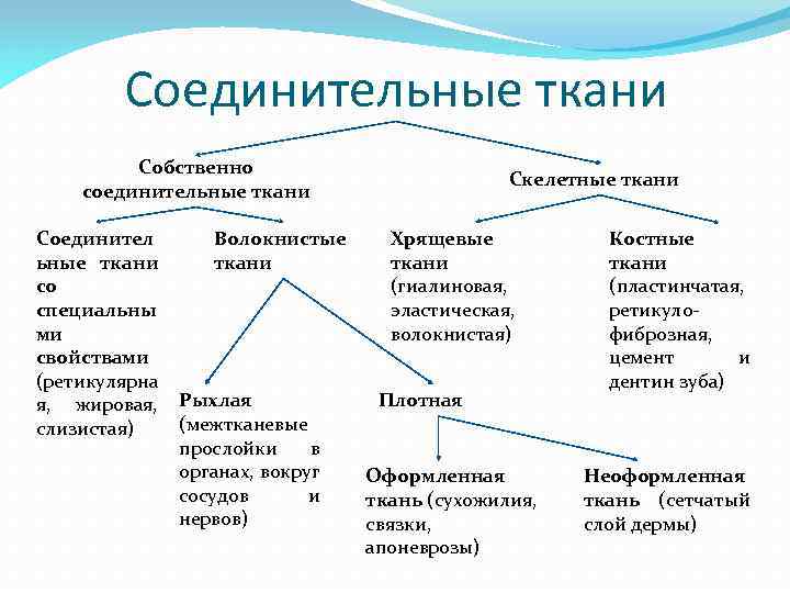Соединительные ткани Собственно соединительные ткани Скелетные ткани Хрящевые Соединител Волокнистые ткани ьные ткани (гиалиновая,