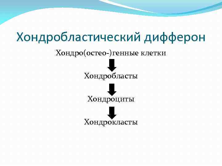 Хондробластический дифферон Хондро(остео-)генные клетки Хондробласты Хондроциты Хондрокласты 