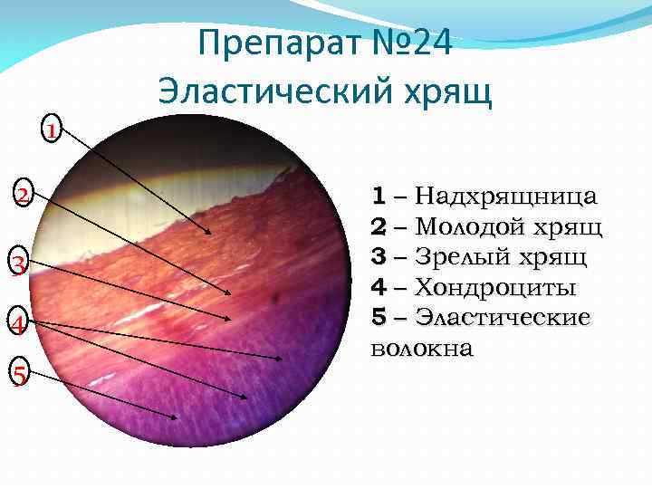 1 2 3 4 5 Препарат № 24 Эластический хрящ 1 – Надхрящница 2