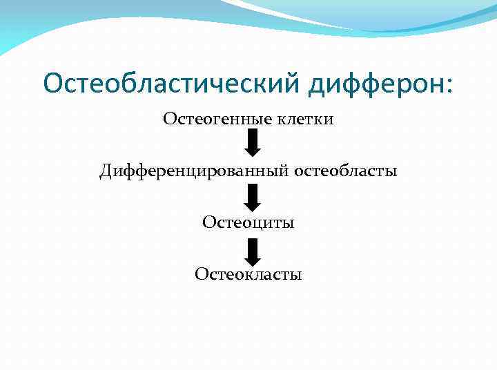 Остеобластический дифферон: Остеогенные клетки Дифференцированный остеобласты Остеоциты Остеокласты 