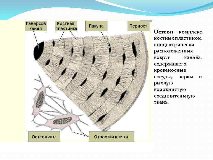 Какими цифрами обозначены изображения остеонов