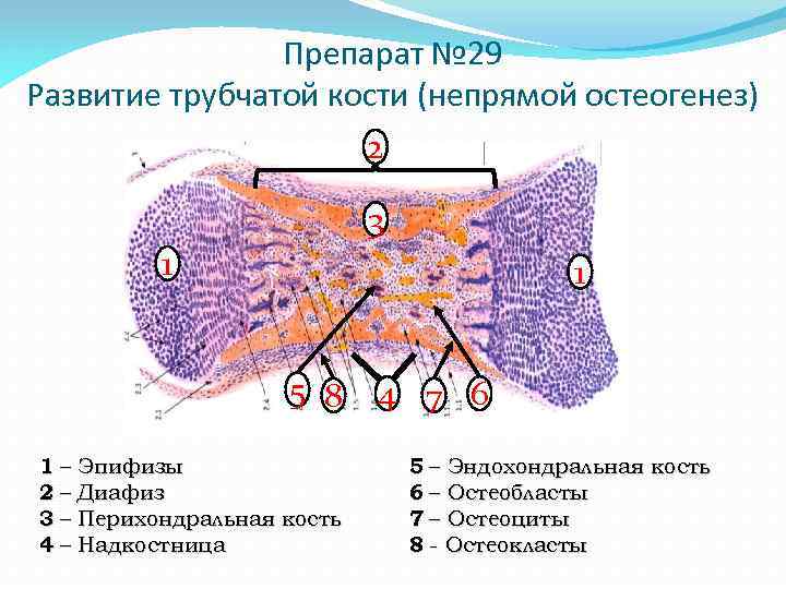 Развитие кости на месте хряща гистология рисунок