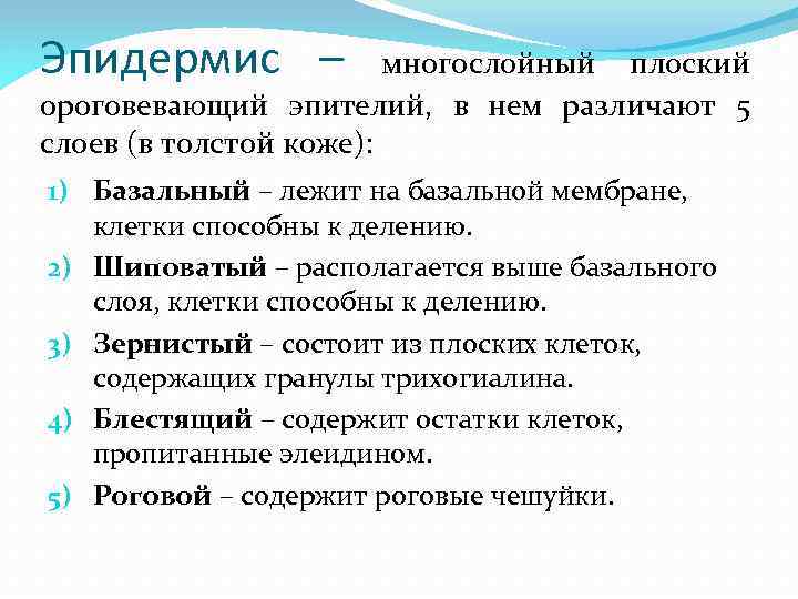 Эпидермис – многослойный плоский ороговевающий эпителий, в нем различают 5 слоев (в толстой коже):