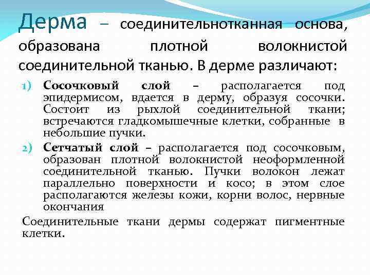 Дерма – соединительнотканная основа, образована плотной волокнистой соединительной тканью. В дерме различают: 1) Сосочковый