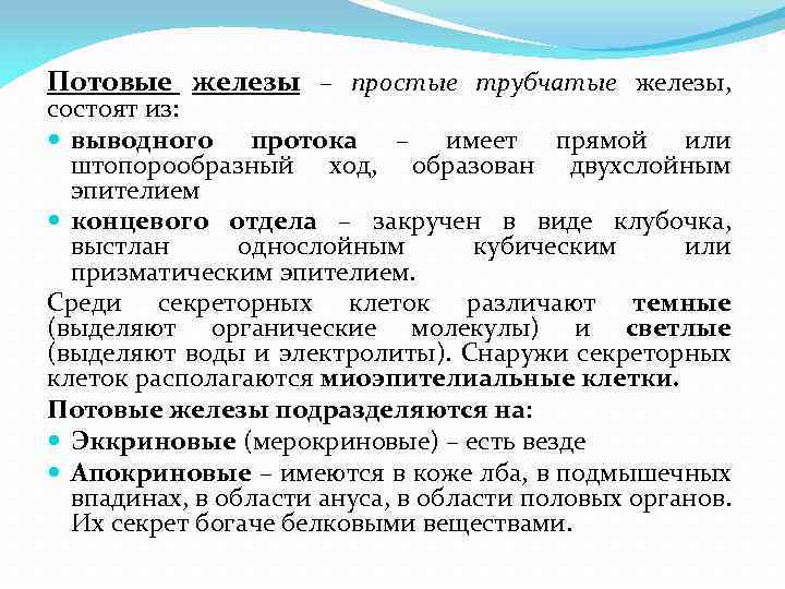 Потовые железы – простые трубчатые железы, состоят из: выводного протока – имеет прямой или
