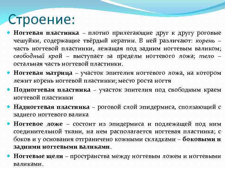 Строение: Ногтевая пластинка – плотно прилегающие друг к другу роговые чешуйки, содержащие твёрдый кератин.
