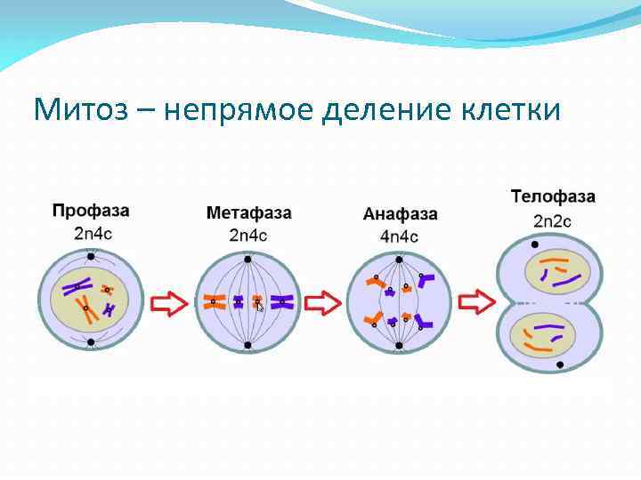 Митоз какие клетки. Схема процесса деления клетки. Деление эукариотических клеток. Митоз. Деление клетки митоз схема. Митотическое деление клетки эукариот.